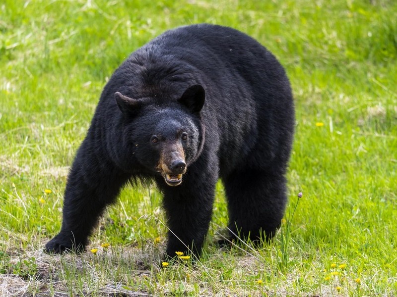 Раздраженный медведь